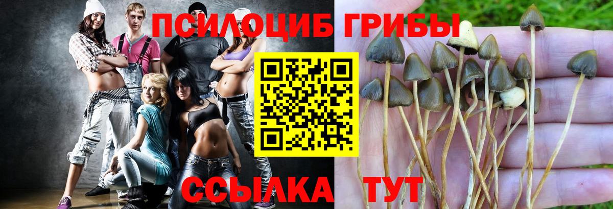 Псилоцибиновые грибы Psilocybe Сосновоборск